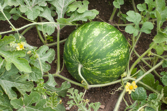 Featured image for “Attention Watermelon Producers: Be Alert for Increased Rindworm Feedings”