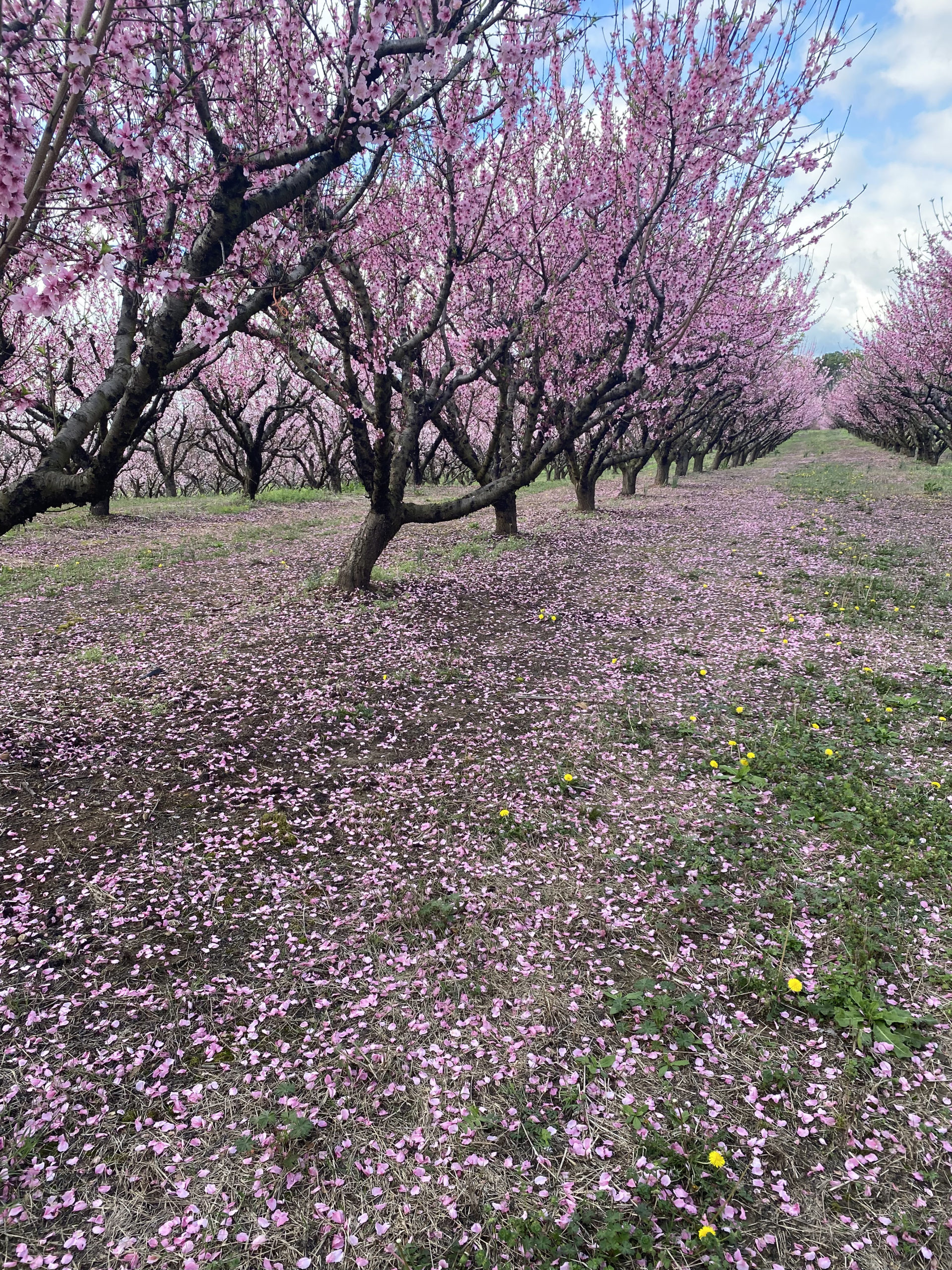 Featured image for “Alabama Peach Trees in Better Position to Withstand Potential Freeze Event”