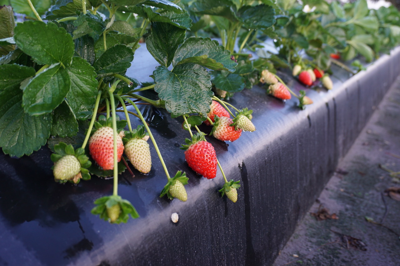 Featured image for “Alabama Strawberries Progressing Well”