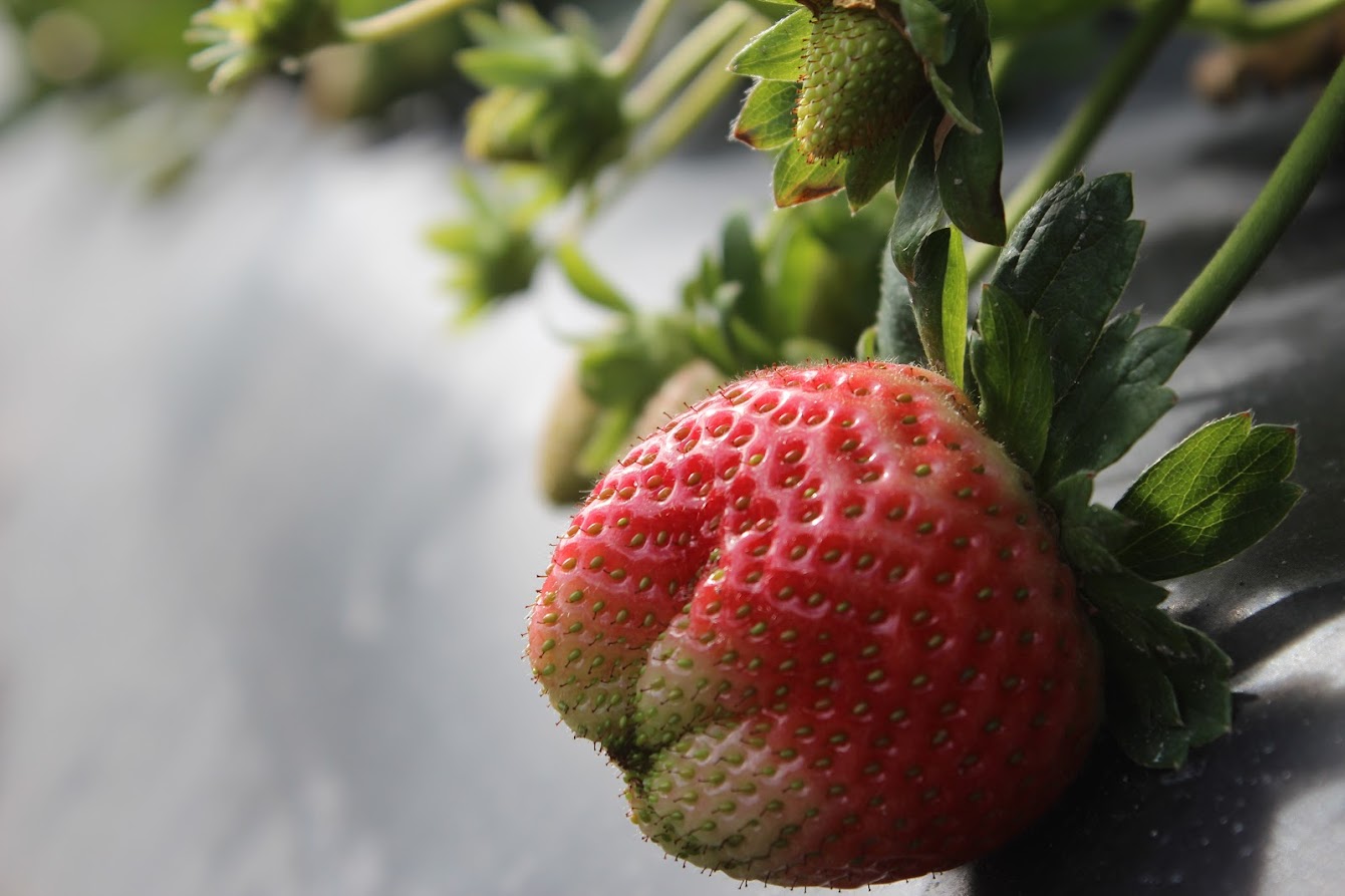 Featured image for “UF/IFAS Study Traces Complex History of the Strawberry”