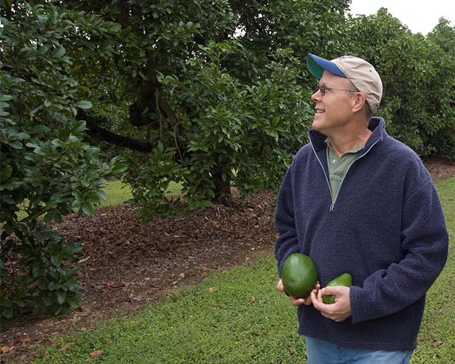 Featured image for “Attention Avocado Growers: UF/IFAS Survey Aims to Learn More About Disease Management”