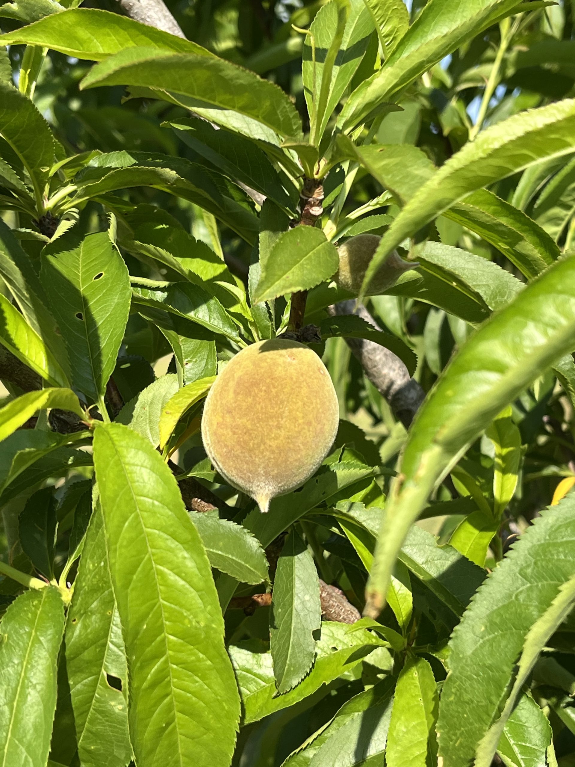 Featured image for “Sweet Turnaround: Bountiful Peach Crop for Georgia Producers”