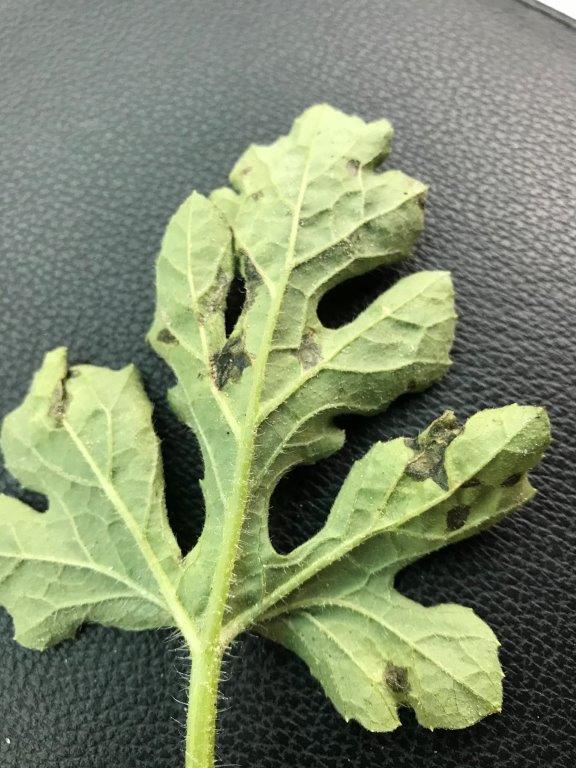 Featured image for “Bacterial Leaf Spot Confirmed in North Florida Watermelon Crop”
