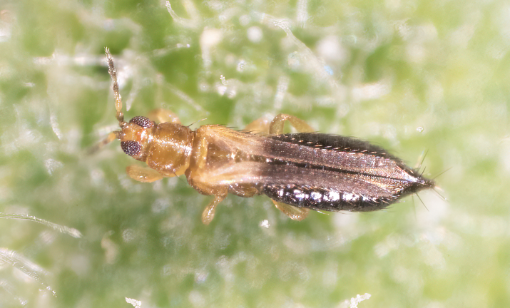 Featured image for “Specialty Crop Grower Magazine: Emerging Pest Can Damage Wide Range of Crops”