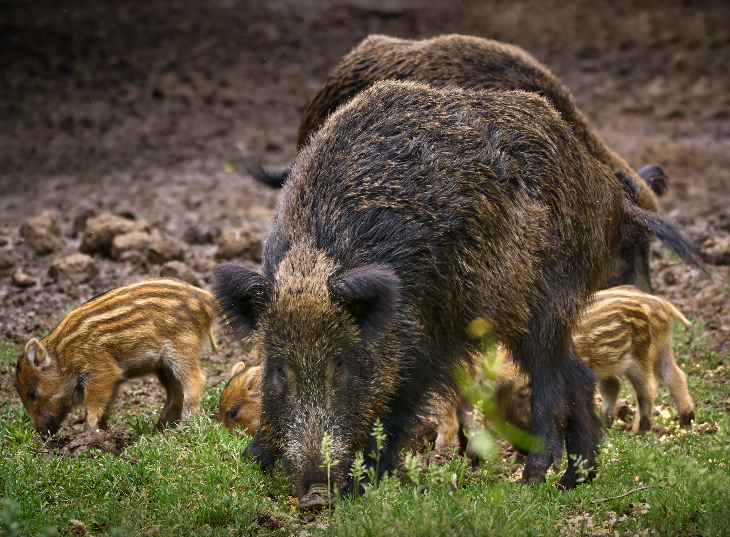 Featured image for “GFVGA Applauds Resources to Help Control Feral Hogs, Deer Populations”