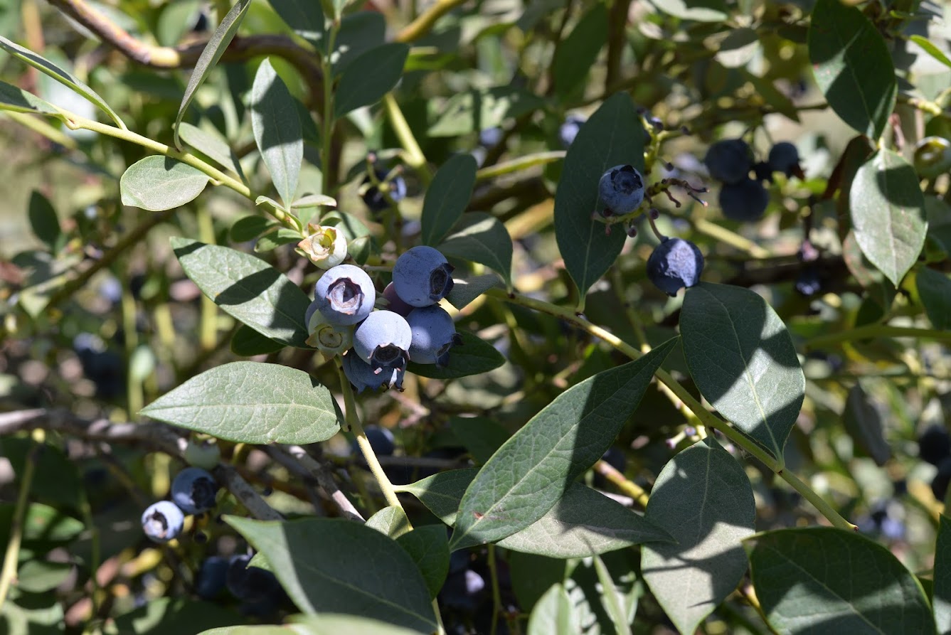 Featured image for “Blueberry Imports Decreased in 2023”