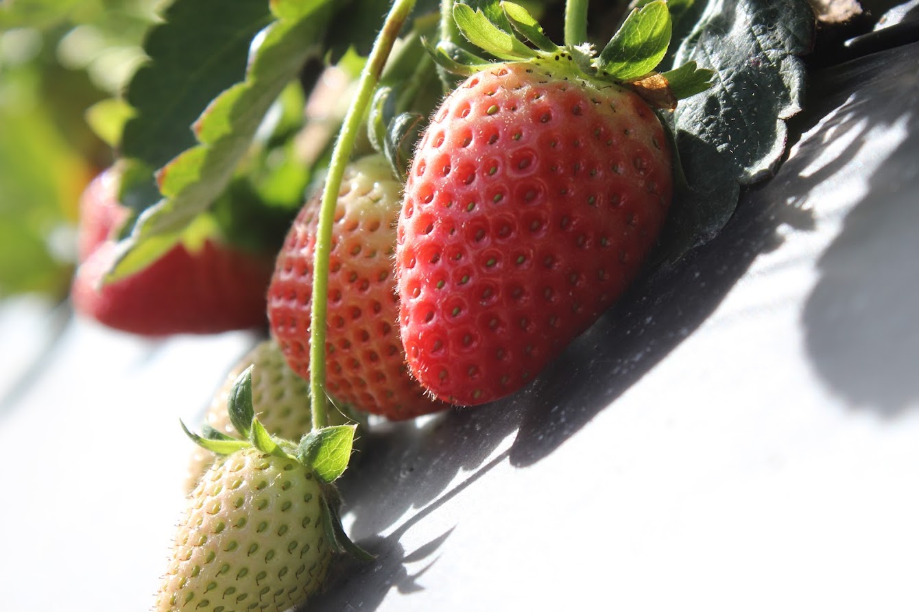 Featured image for “Fresh Strawberry Imports, Exports Up”