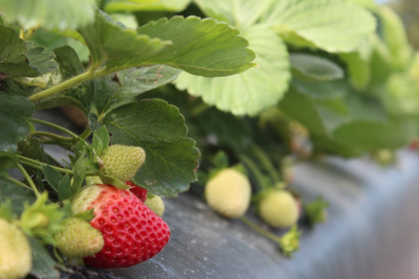 Featured image for “Wet Spring Could Spike Anthracnose in Southeast Strawberries”