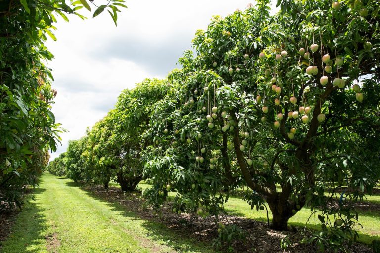 Featured image for “May 9 Workshop to Explore Opportunities for Tropical Fruit Production in Florida”