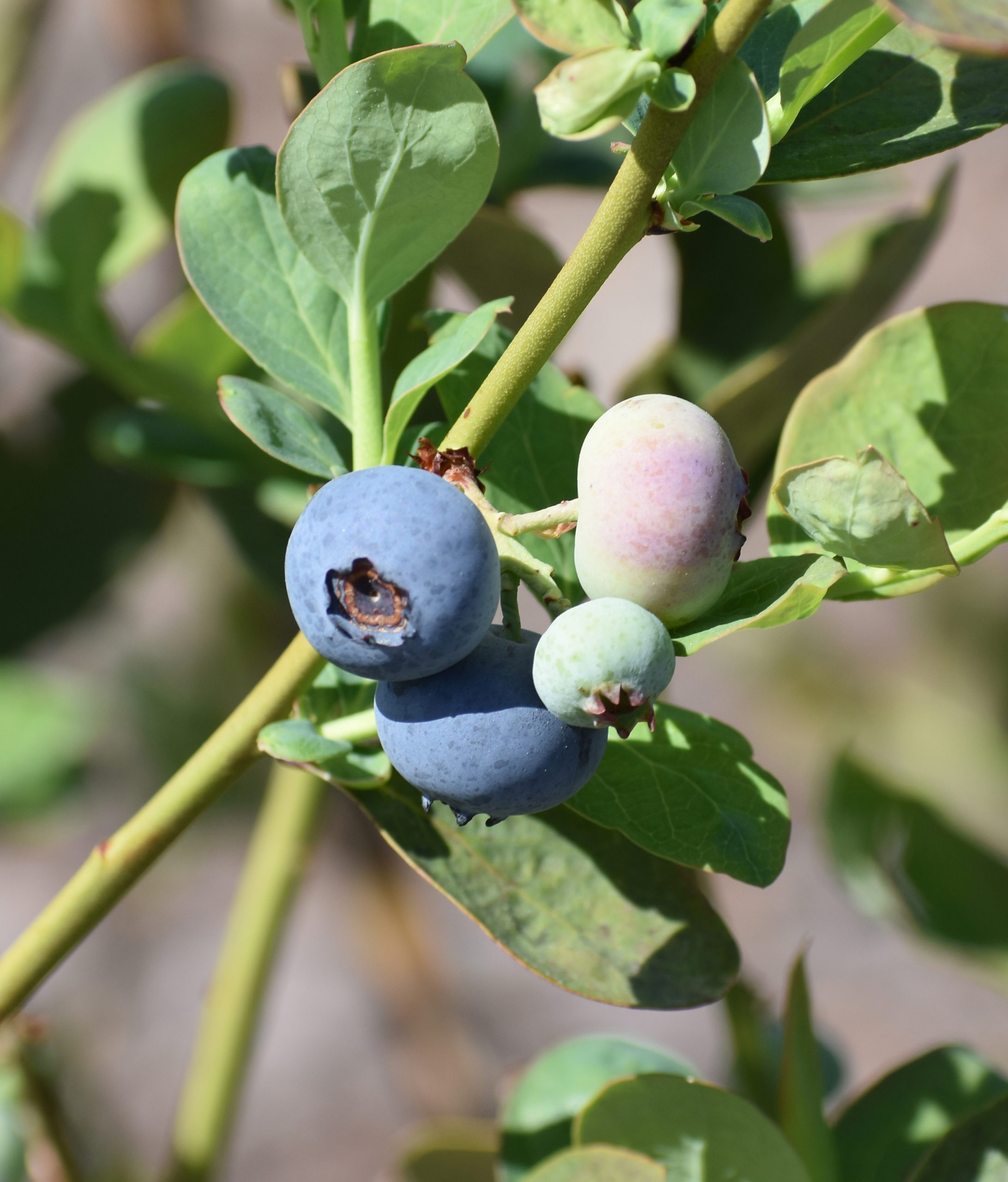 Featured image for “Georgia Blueberry, Vegetable Growers Vote to Extend Assessments”