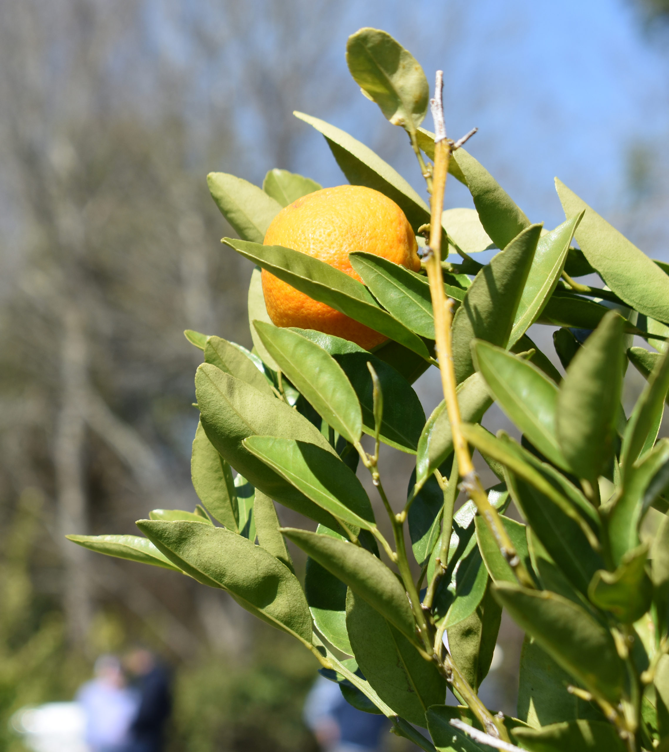 Bumper Citrus Crop Expected in Southeast - Specialty Crop Grower