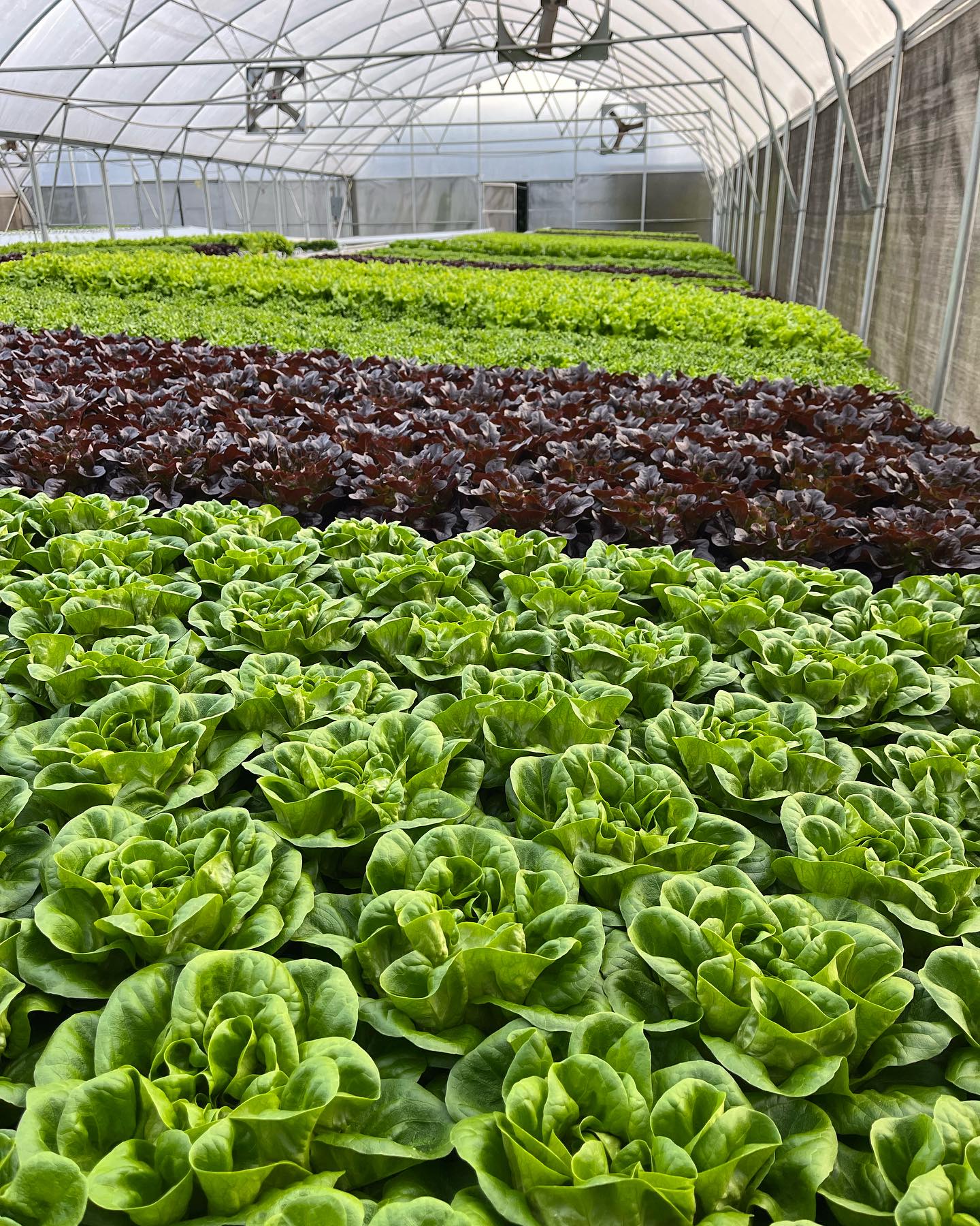 Featured image for “Hydroponic Lettuce: More Efficient Production”