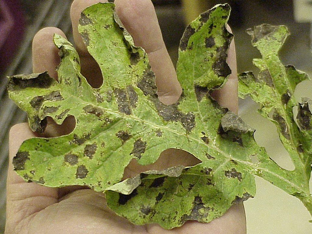 Featured image for “Downy Mildew Disease Observed in South Georgia Cucurbit Field”