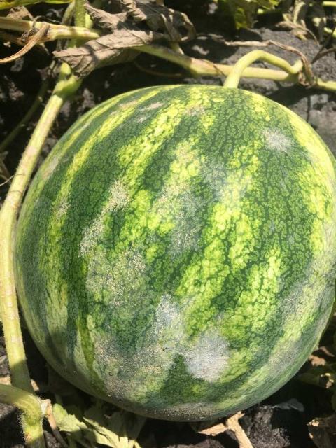 Featured image for “Powdery Mildew Observed in North Florida Watermelons”