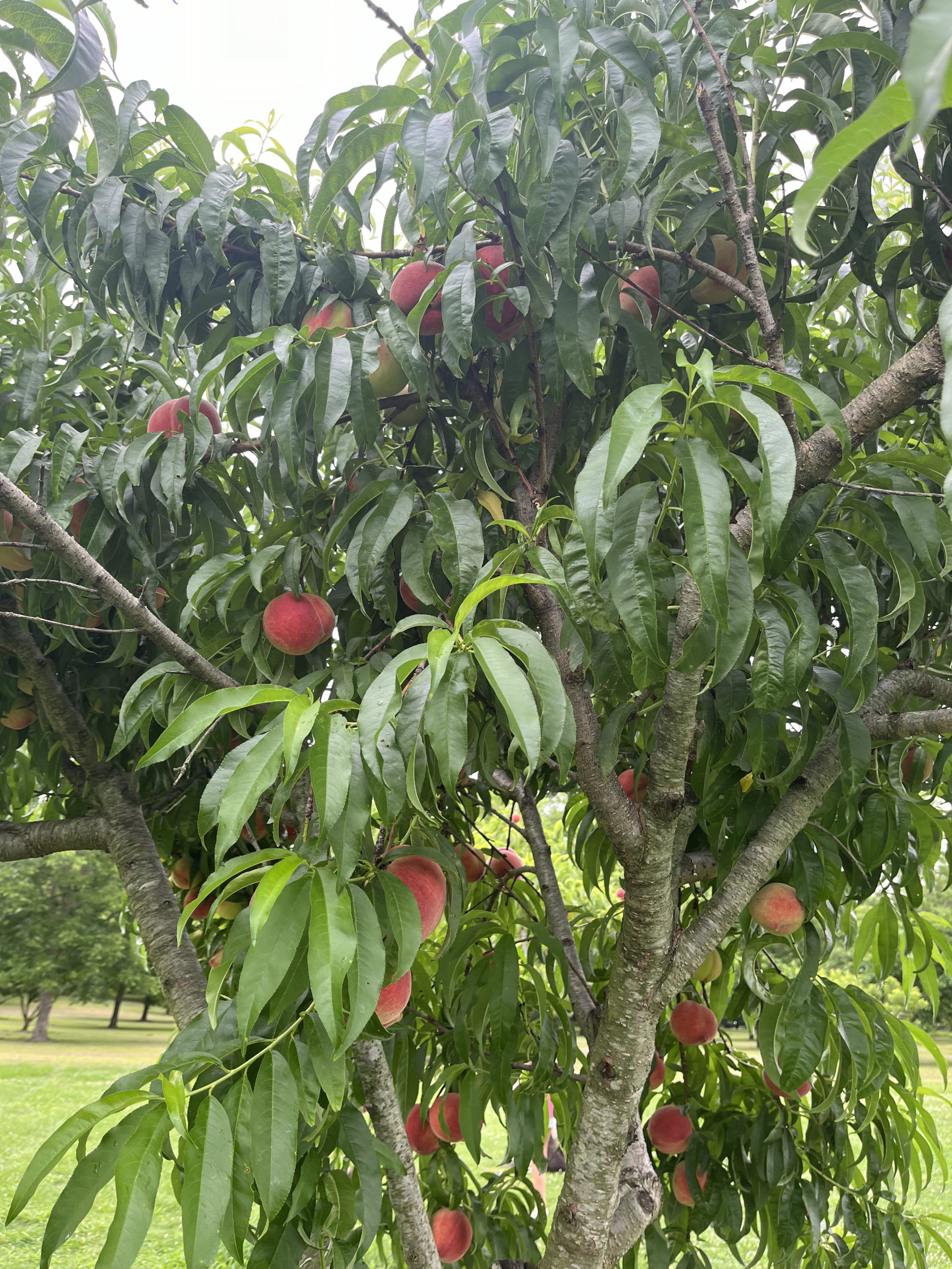 Alabama Peach Growers Enjoying Strong Crop - Specialty Crop Grower