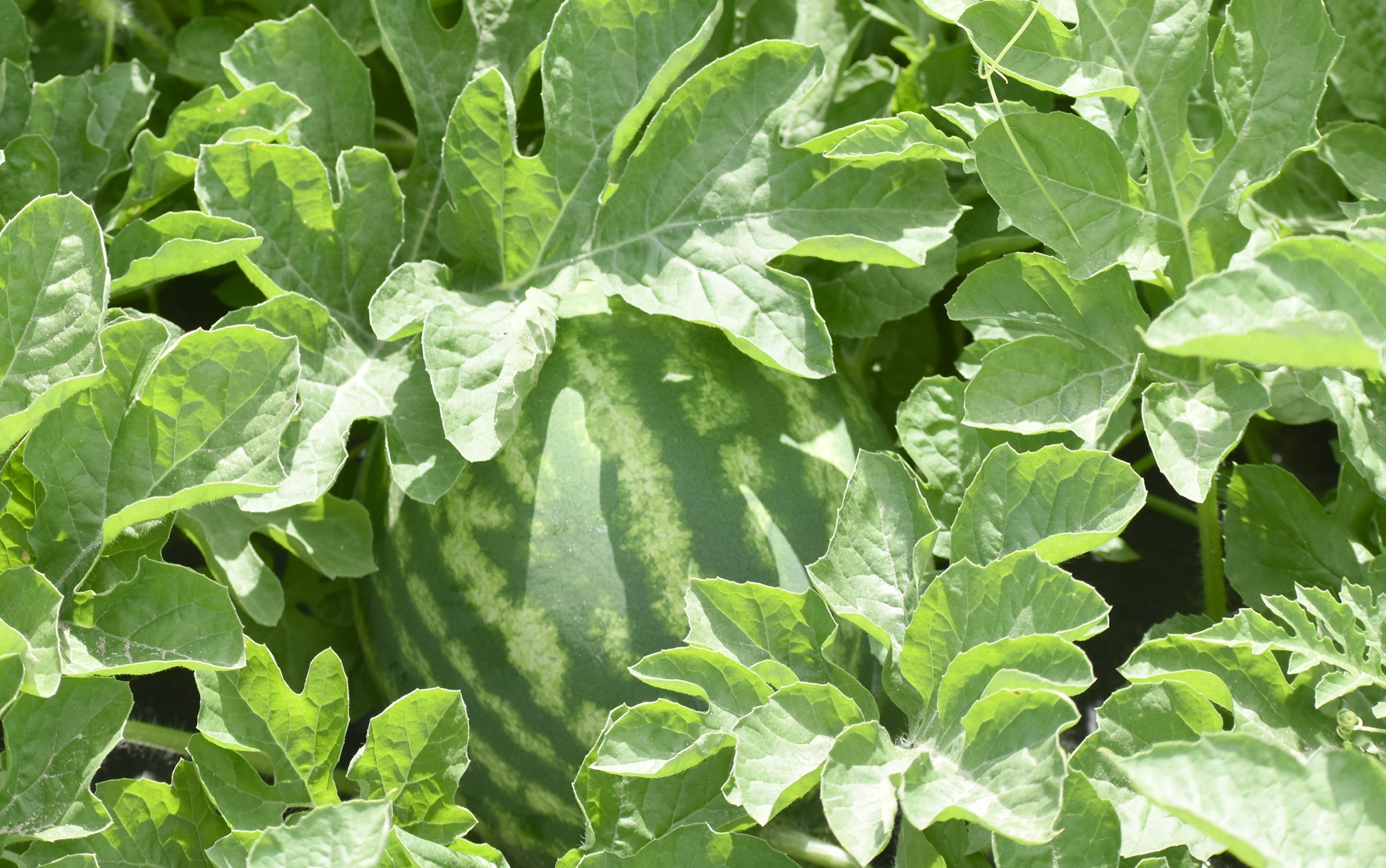Featured image for “Irrigation’s Importance for North Florida Watermelon Crop”