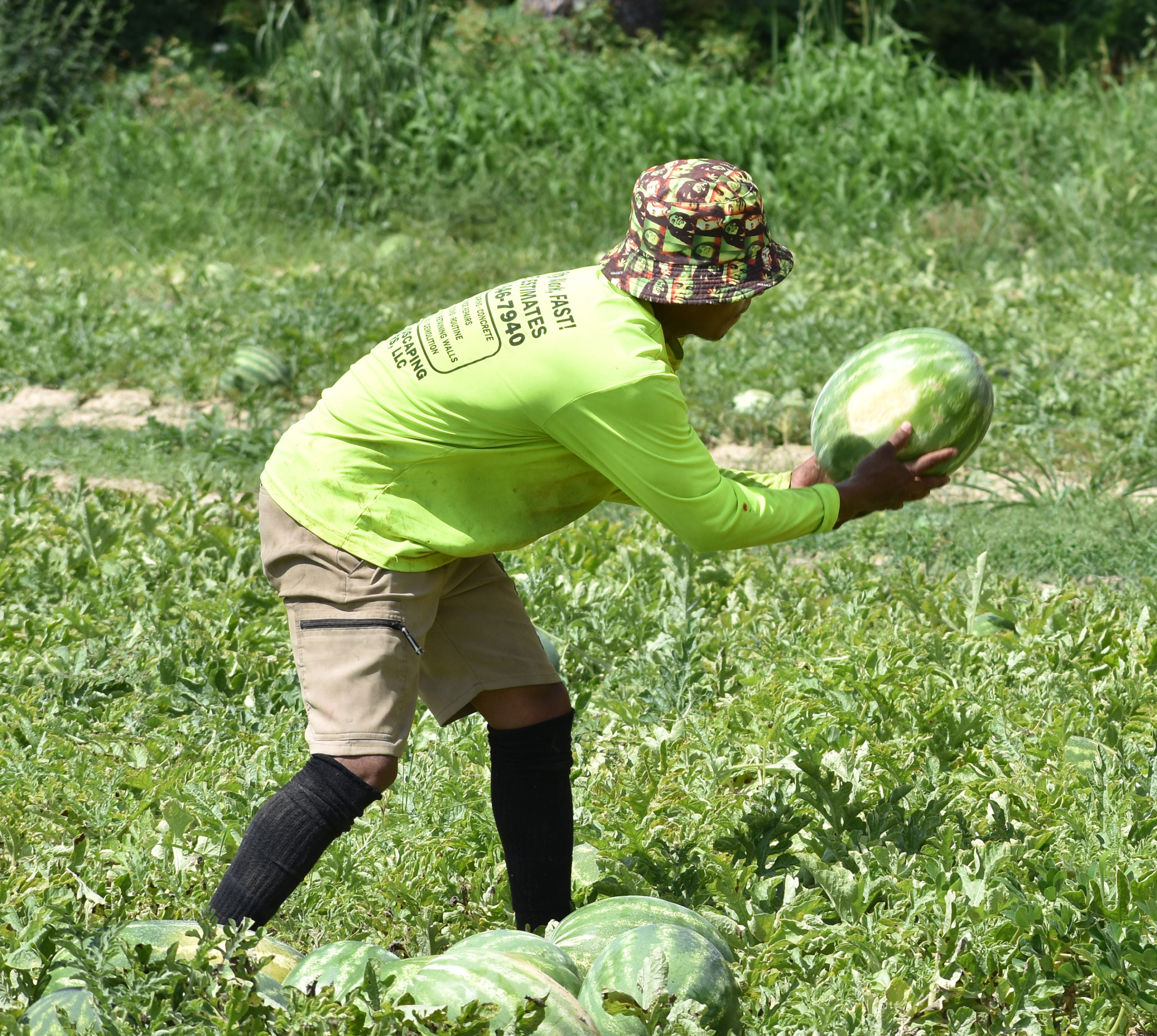 Featured image for “Let the Harvests Begin: North Florida Watermelon Producers Starting to Harvest Crop”