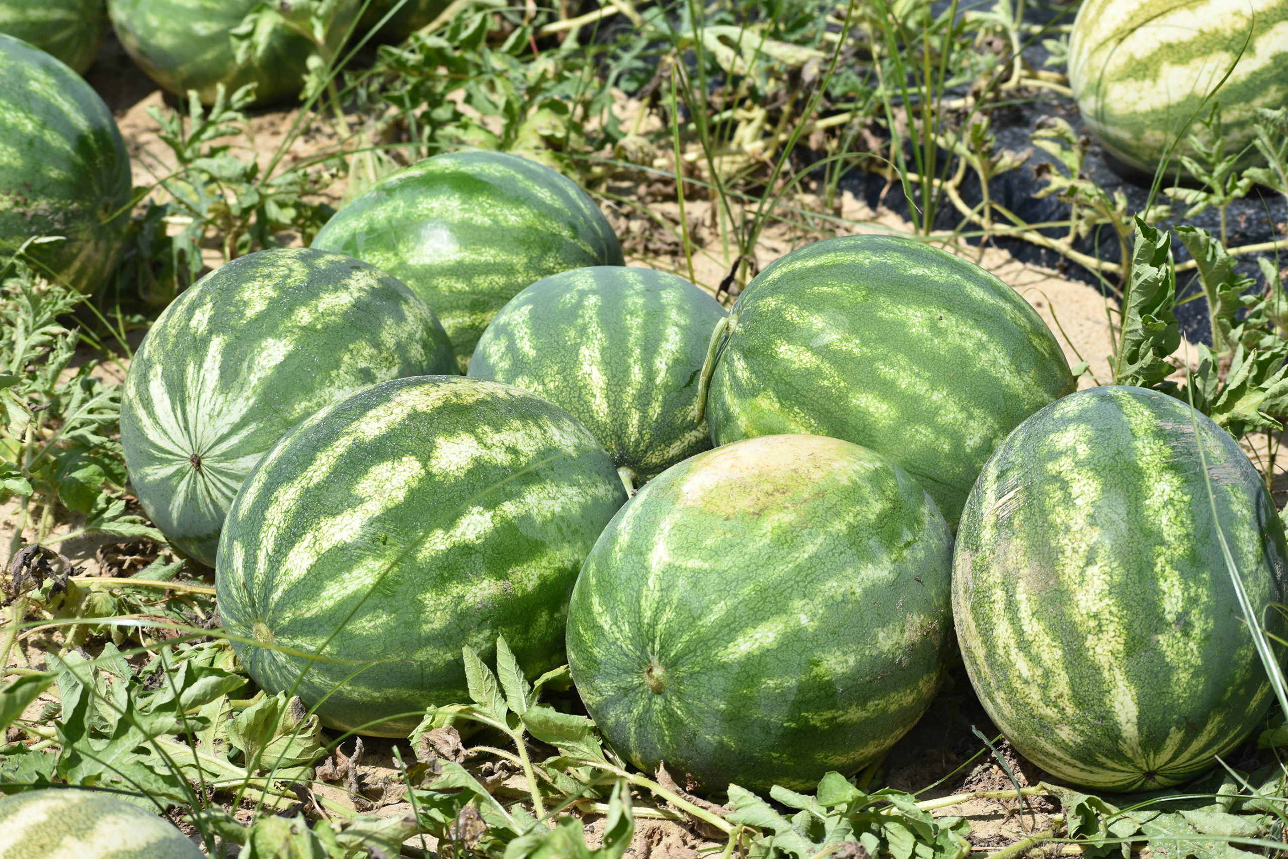 Featured image for “Rainfall in Suwanee Valley Had Minimal Impact on Watermelon Plantings”