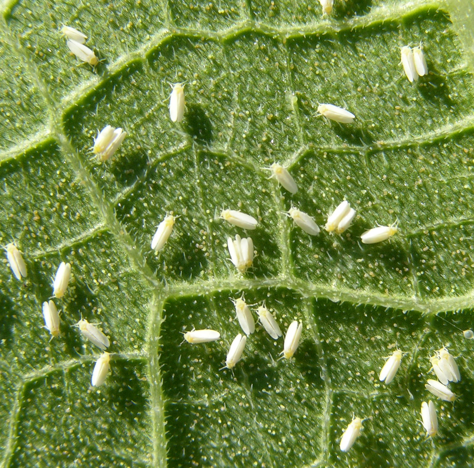 Featured image for “South Florida Pest and Disease Hotline: Whitefly Infestations Vary Across Region”