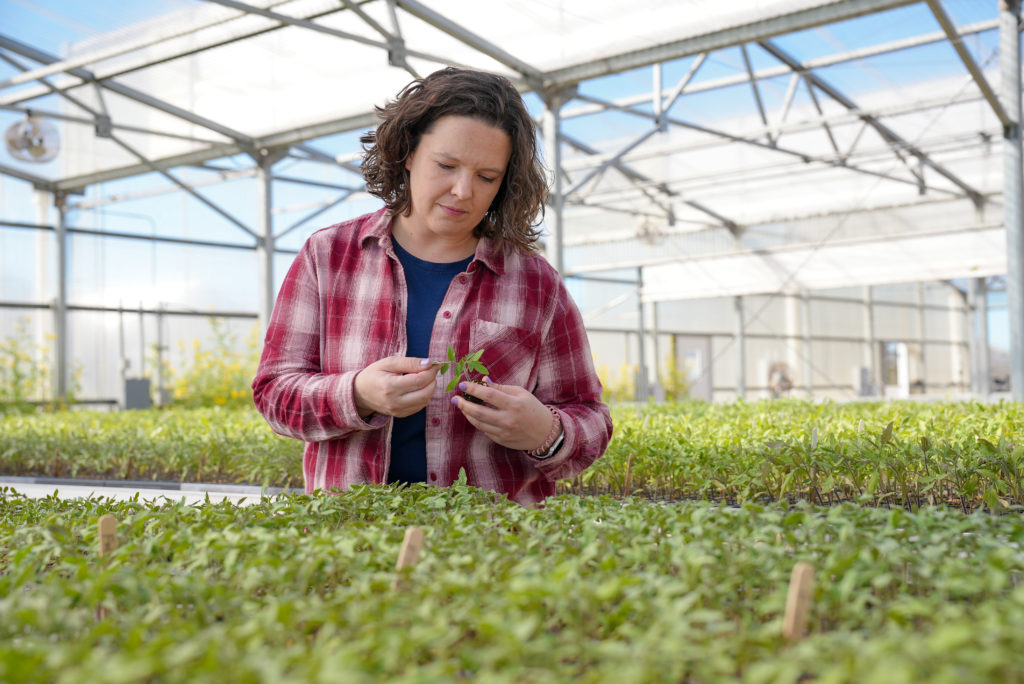 Chitwood-Brown in Greenhouse