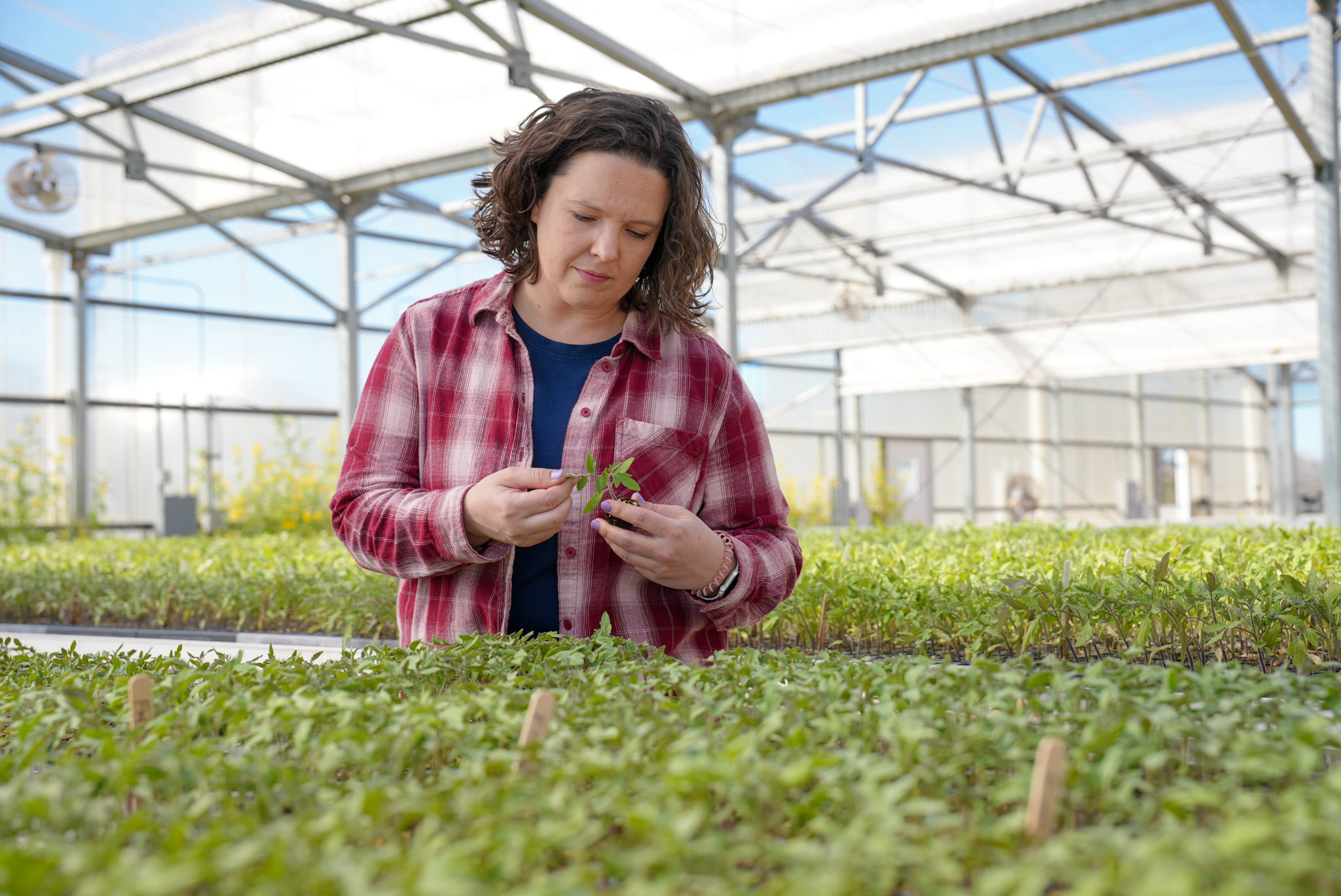 Chitwood-brown Discusses Machine Harvesting Of Tomatoes - Specialty 