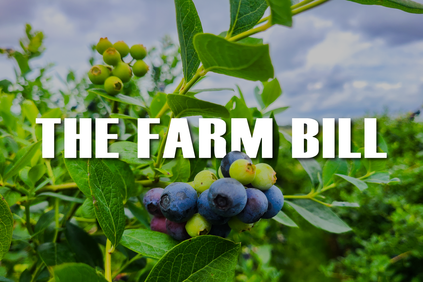 Featured image for “Ag Economist Provides Farm Bill Update”