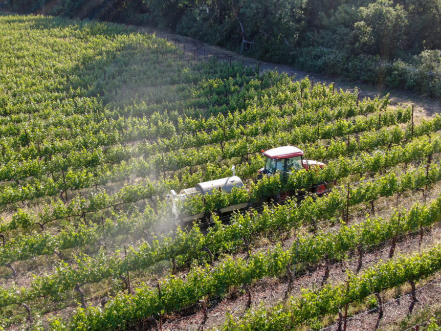 grape producers