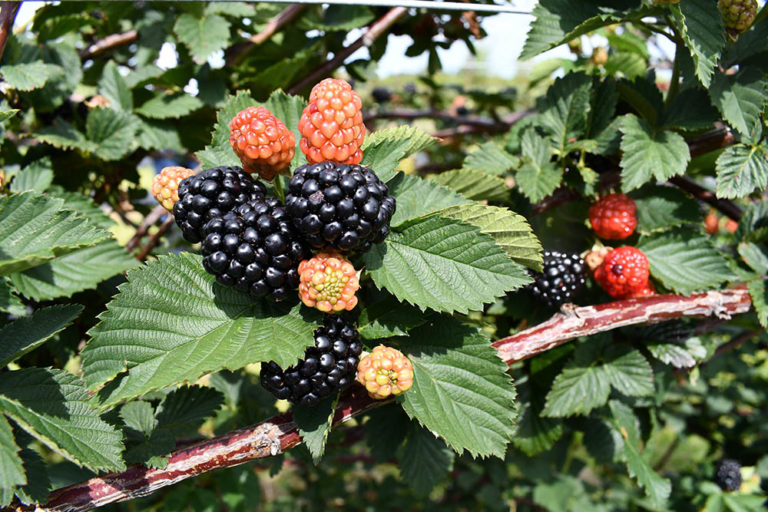 Specialty Crop Grower Magazine: Blackberry Success for Central Florida ...