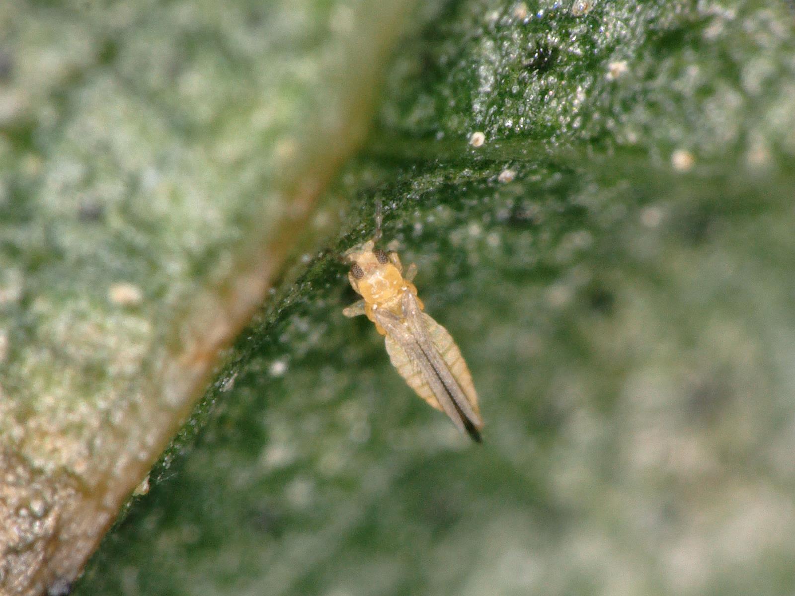 Earlier the Better: Chilli Thrips Most Vulnerable Early in Strawberry ...