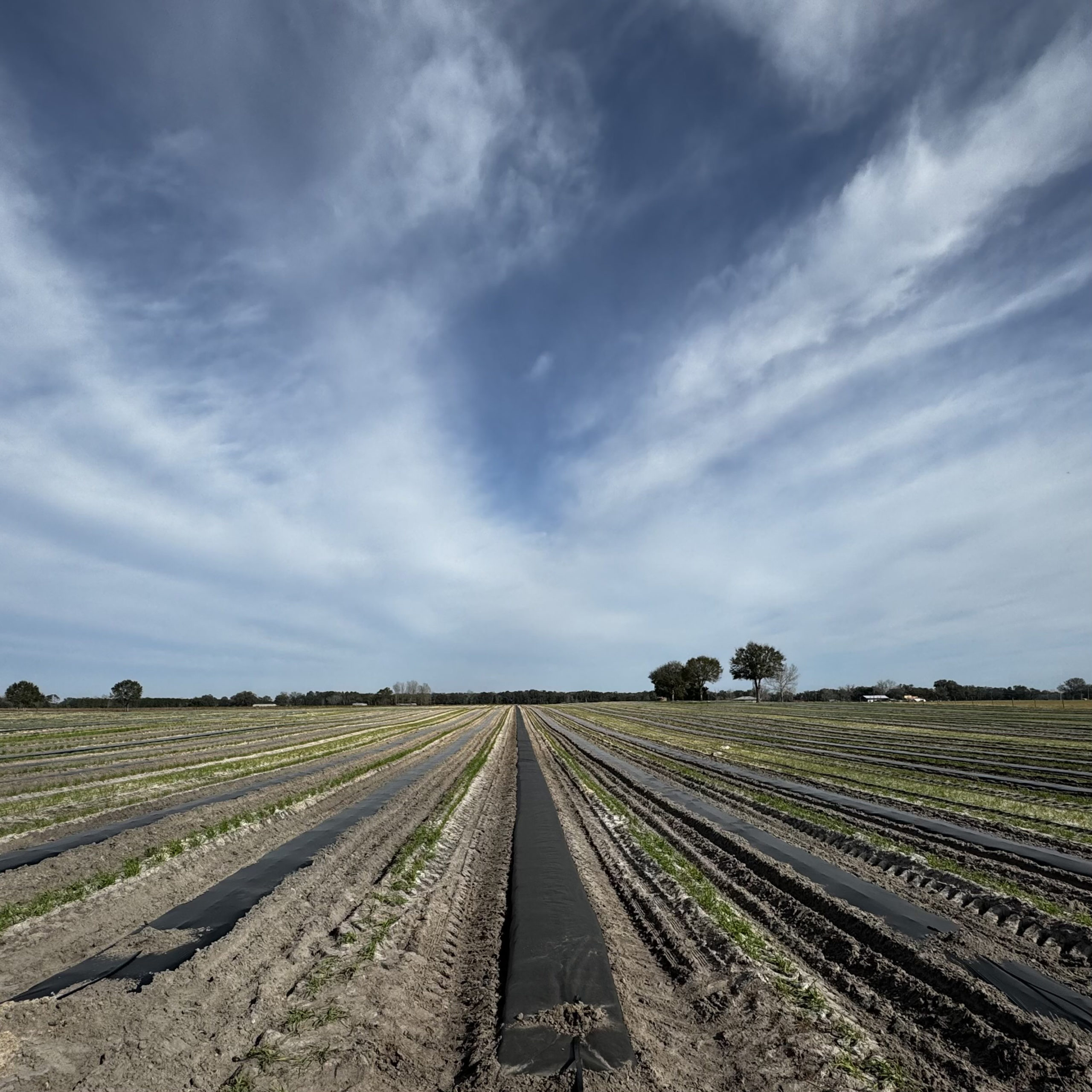 Featured image for “Paper Mulch Potential: UF/IFAS Continues Next Stage of Research”