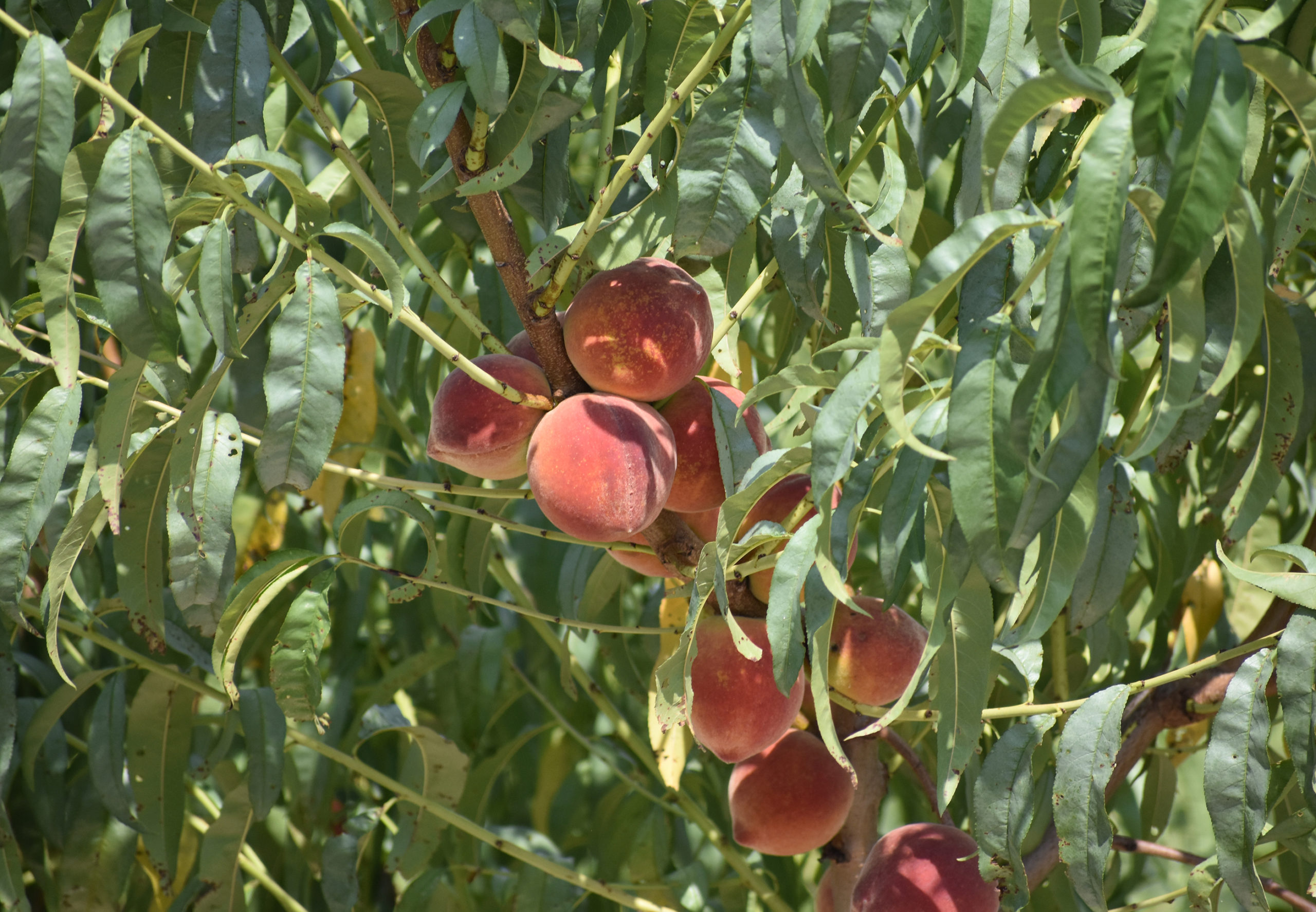 Featured image for “Chill Hour Update: Low Temperatures Helping Georgia Peach Producers”