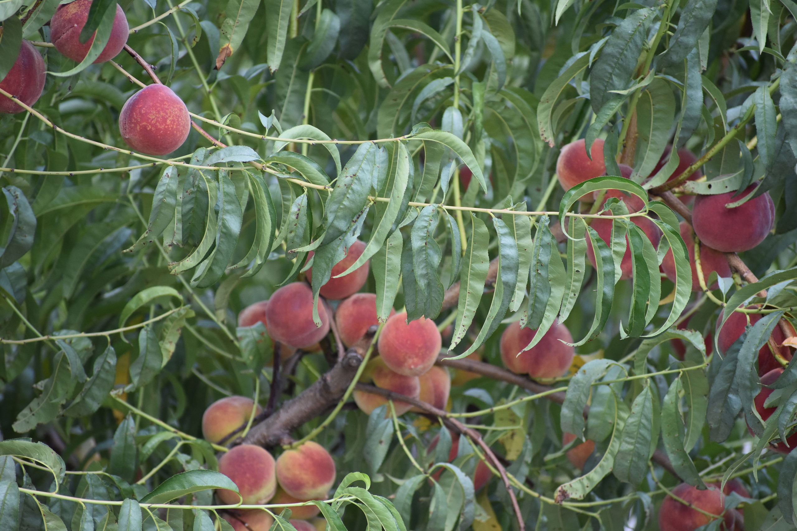 Featured image for “Late-Season Freeze Events Now a Concern for Fruit Tree Farmers”