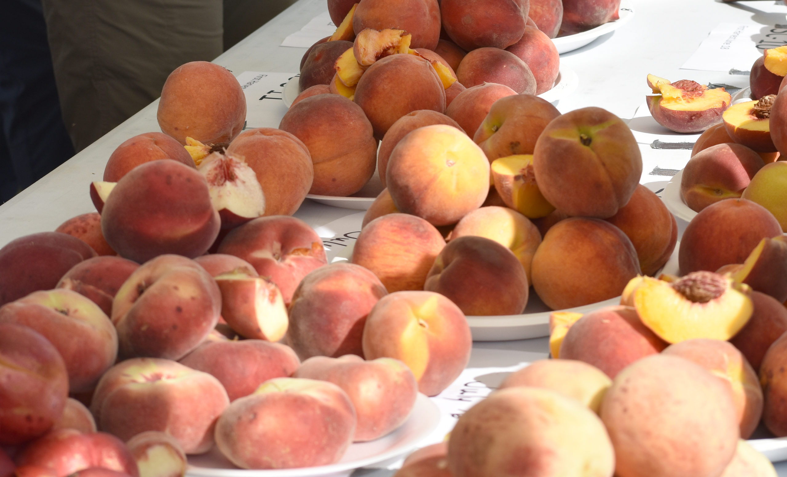 Featured image for “Peach Chill Hours Near 600 in Georgia”