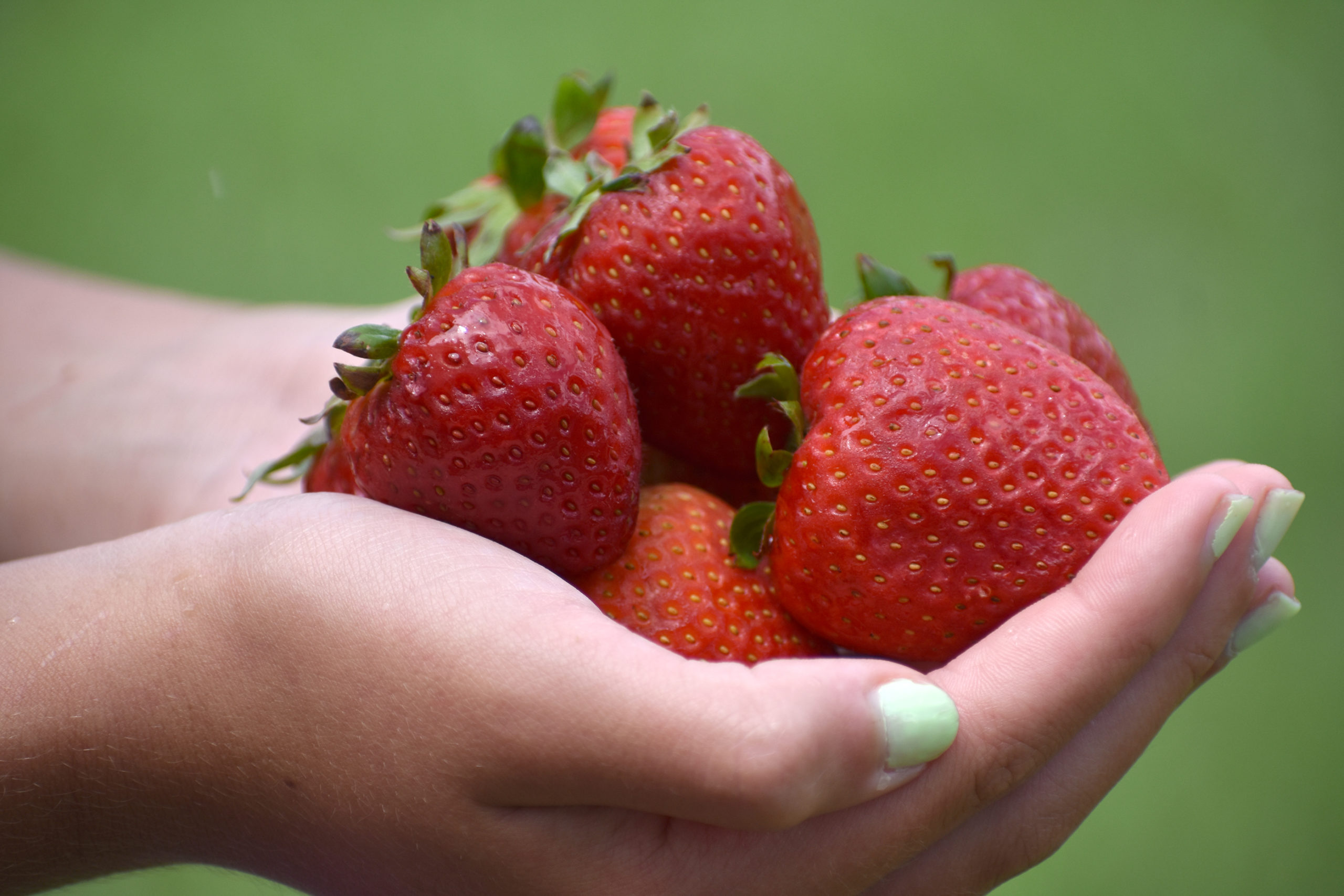 Featured image for “Alabama Strawberry Producer: Potential for a Good Season”