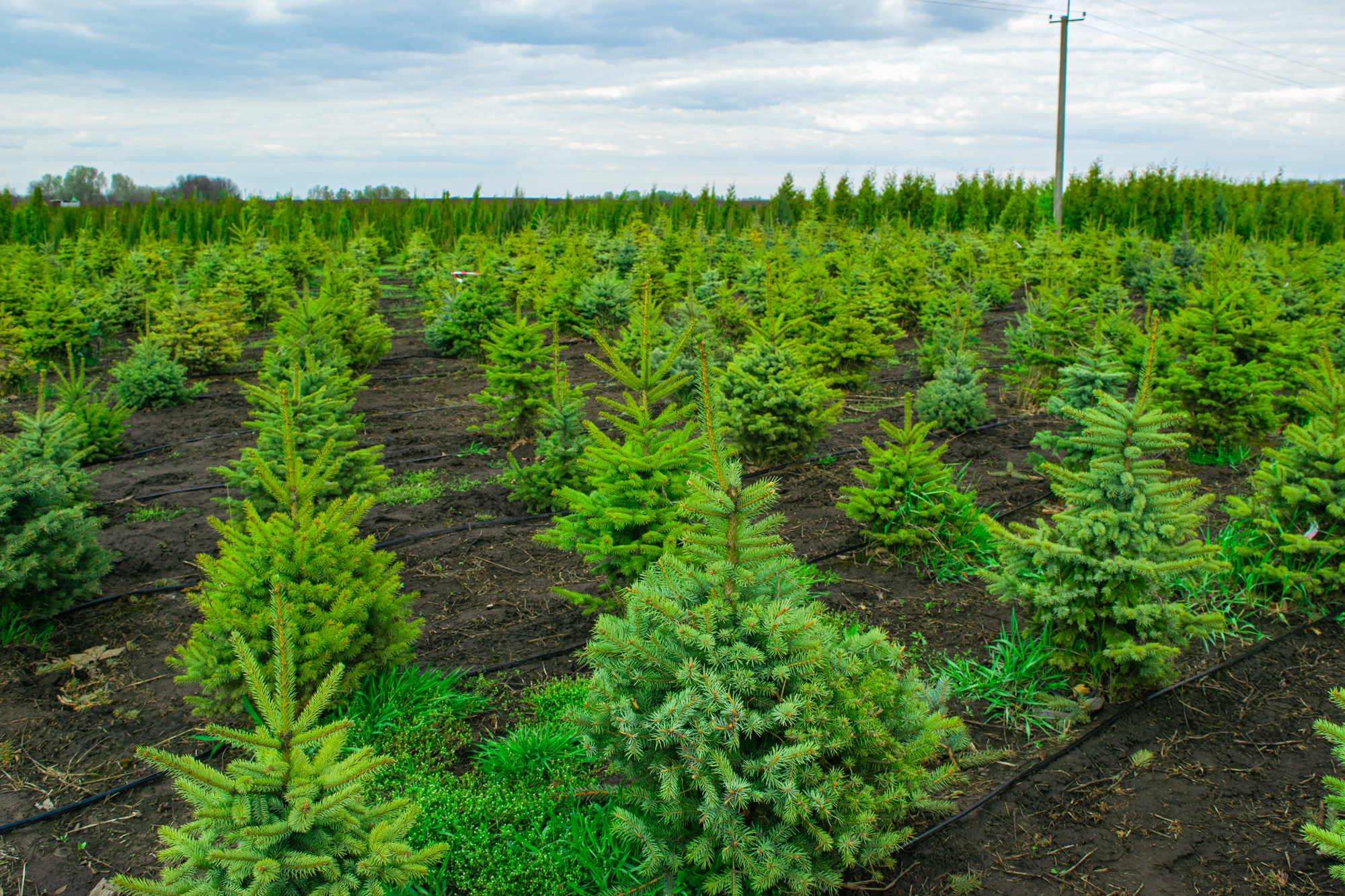 Featured image for “Alabama Christmas Tree Farms Preparing for Holiday Rush”