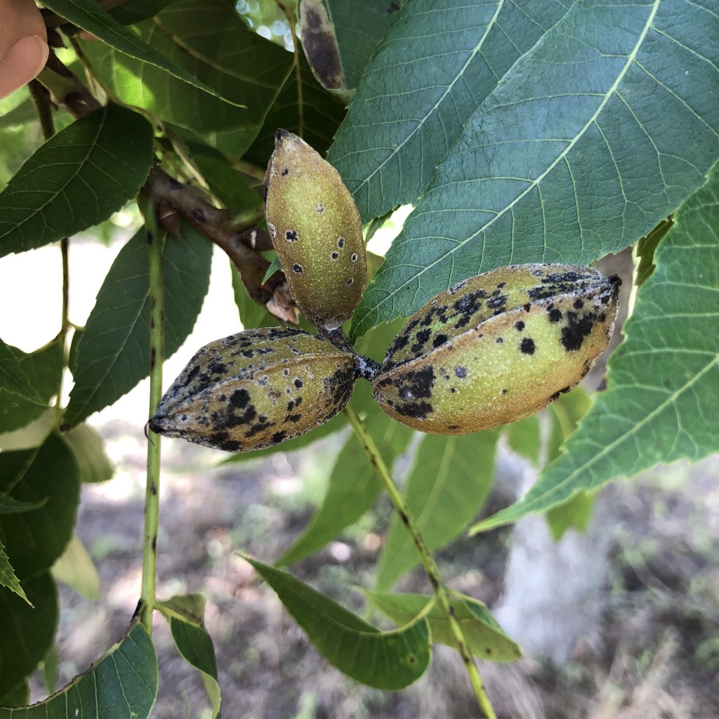 Featured image for “Scab No Longer Threat to This Year’s Pecan Crop”