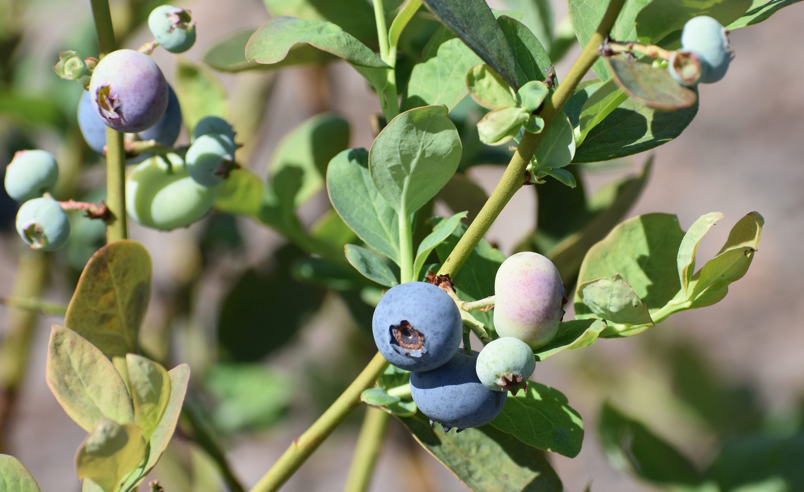 Featured image for “Hurricane Milton Impact: Florida Blueberry Bushes Survive Latest Storm”