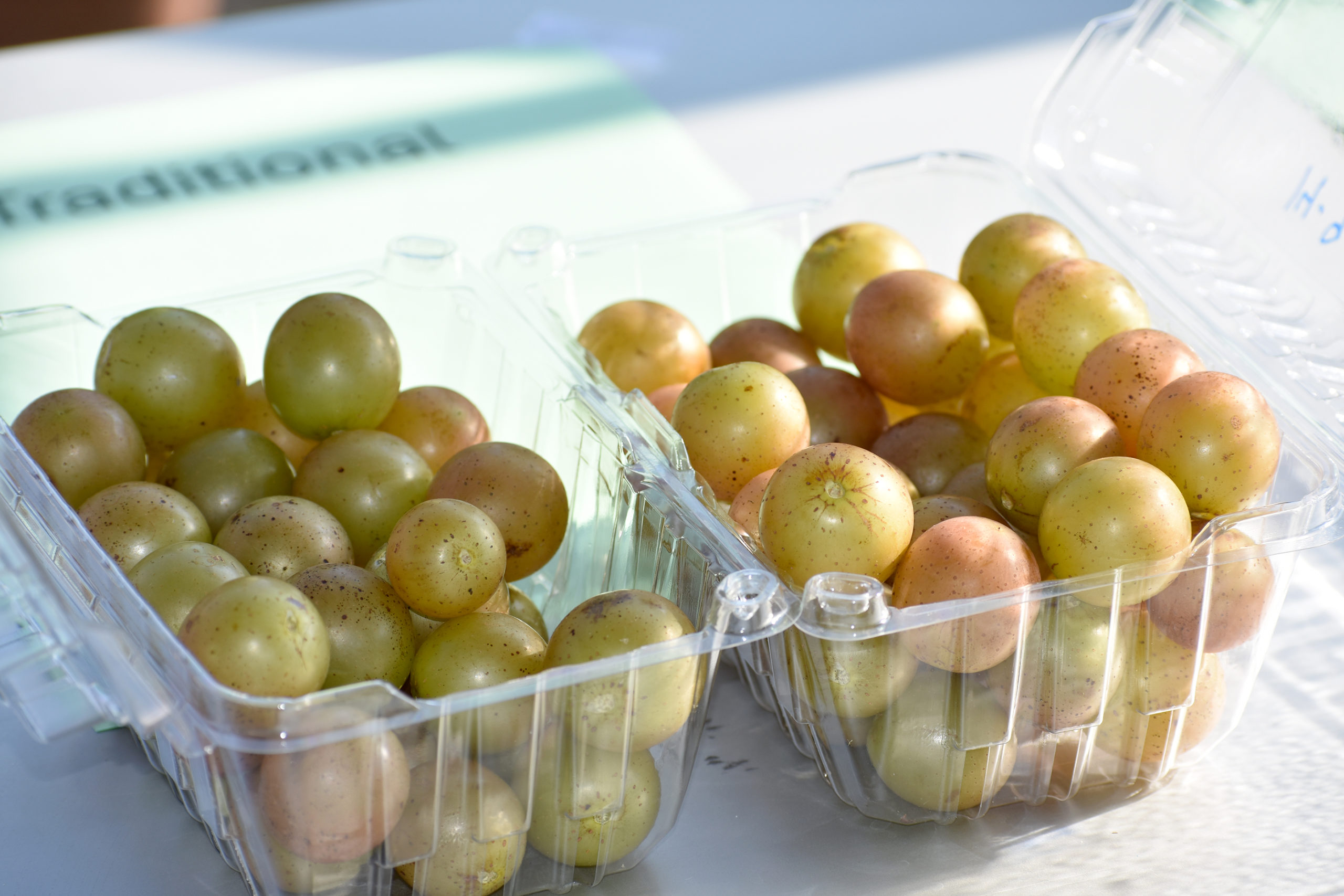 Featured image for “New Grape Growers Symposium Appeals to Many”