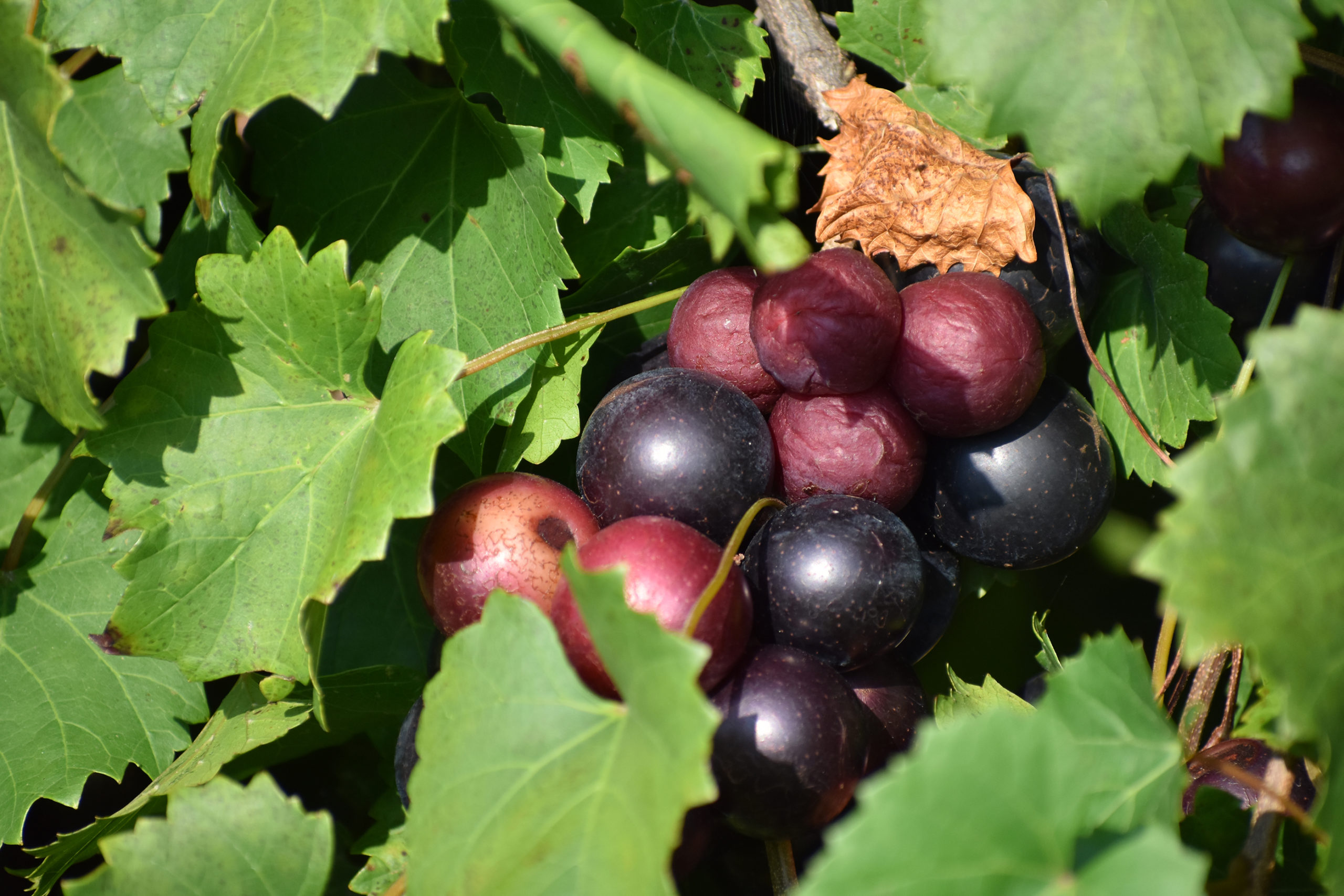 Featured image for “Muscadine Leader Discusses Crop, Export Potential”