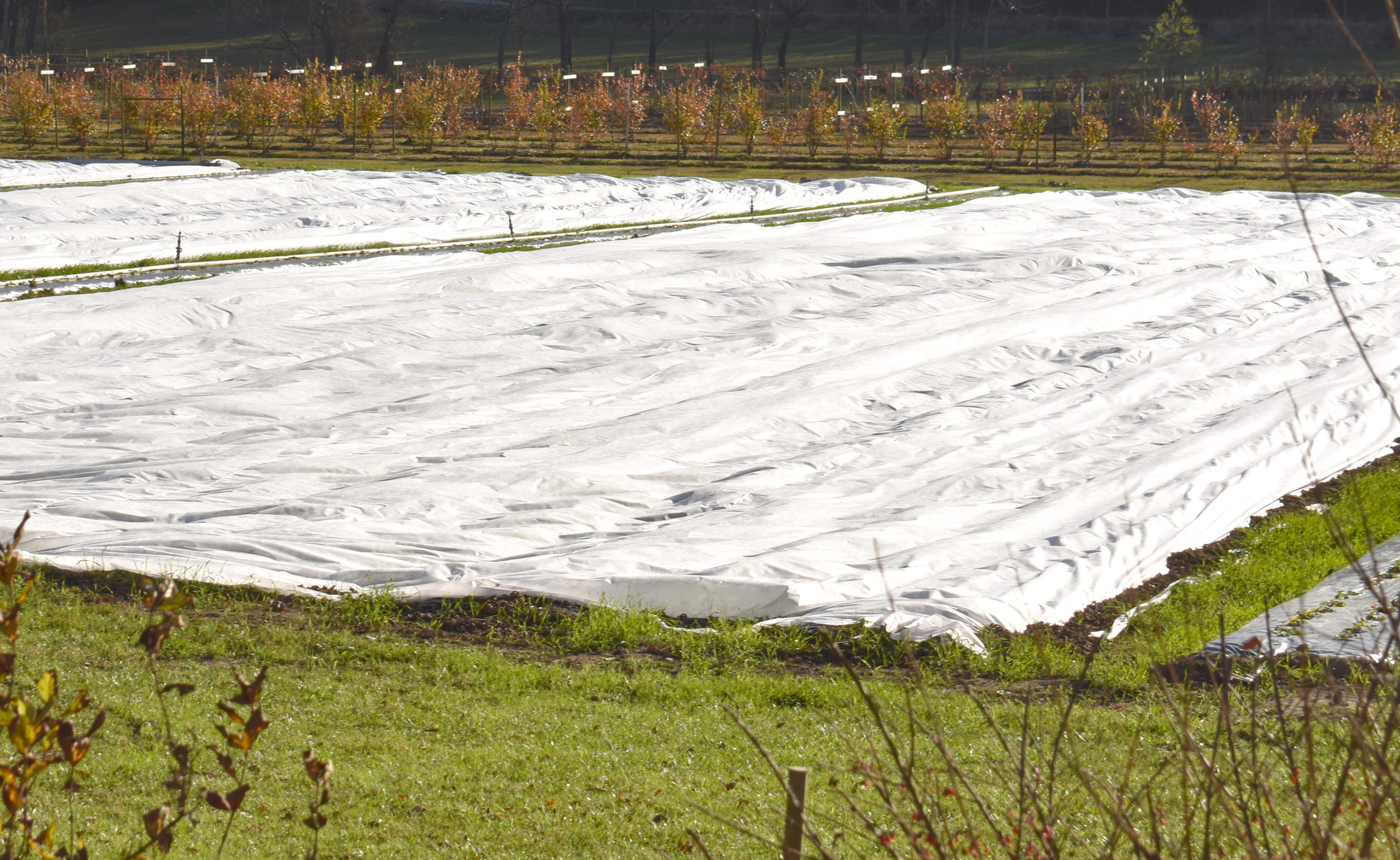 Featured image for “Row Covers Important Tactic for Alabama Strawberry Growers Next Week”