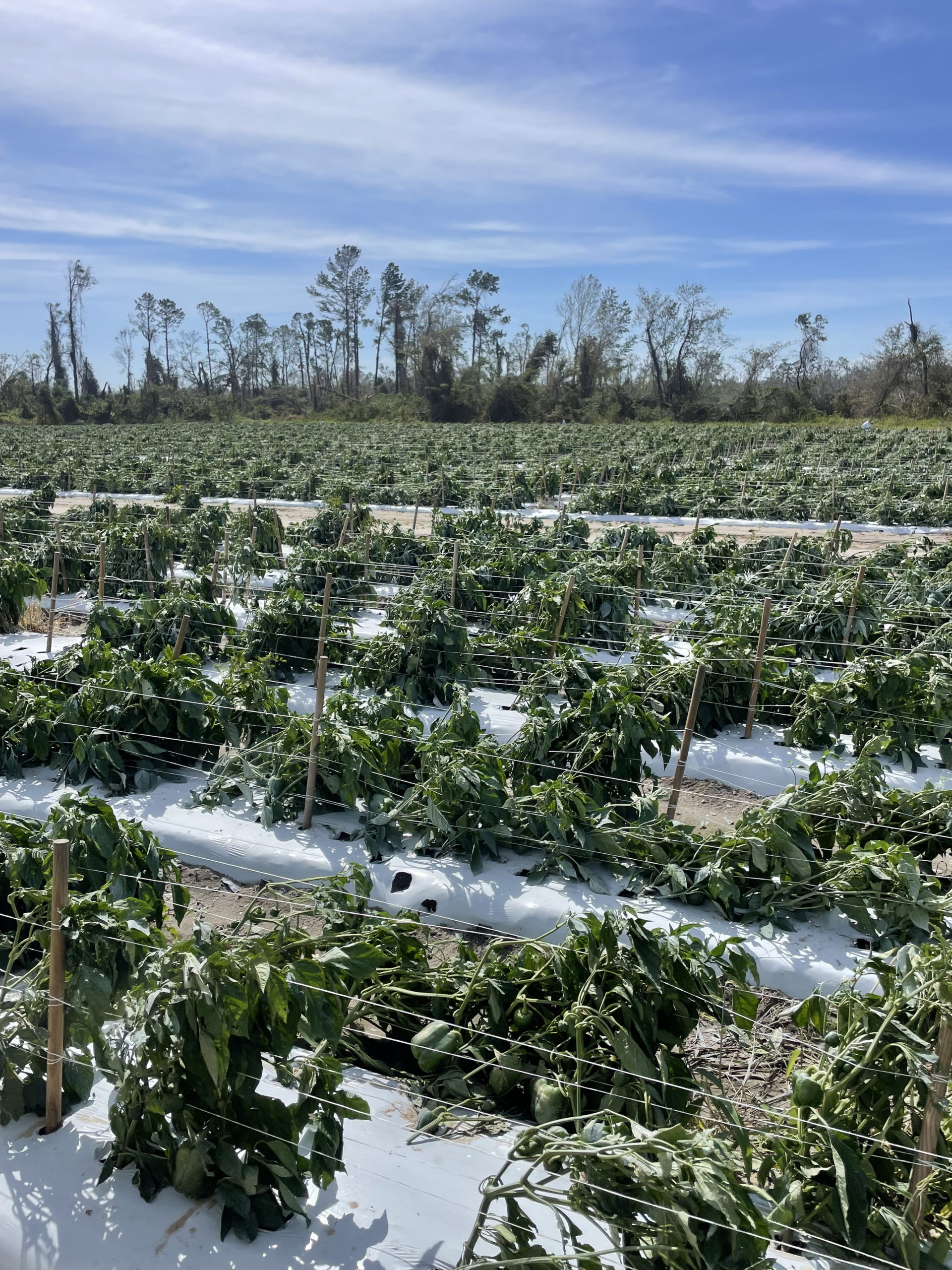 Featured image for “Trump Administration Announces Expedited Disaster Assistance for Farmers”