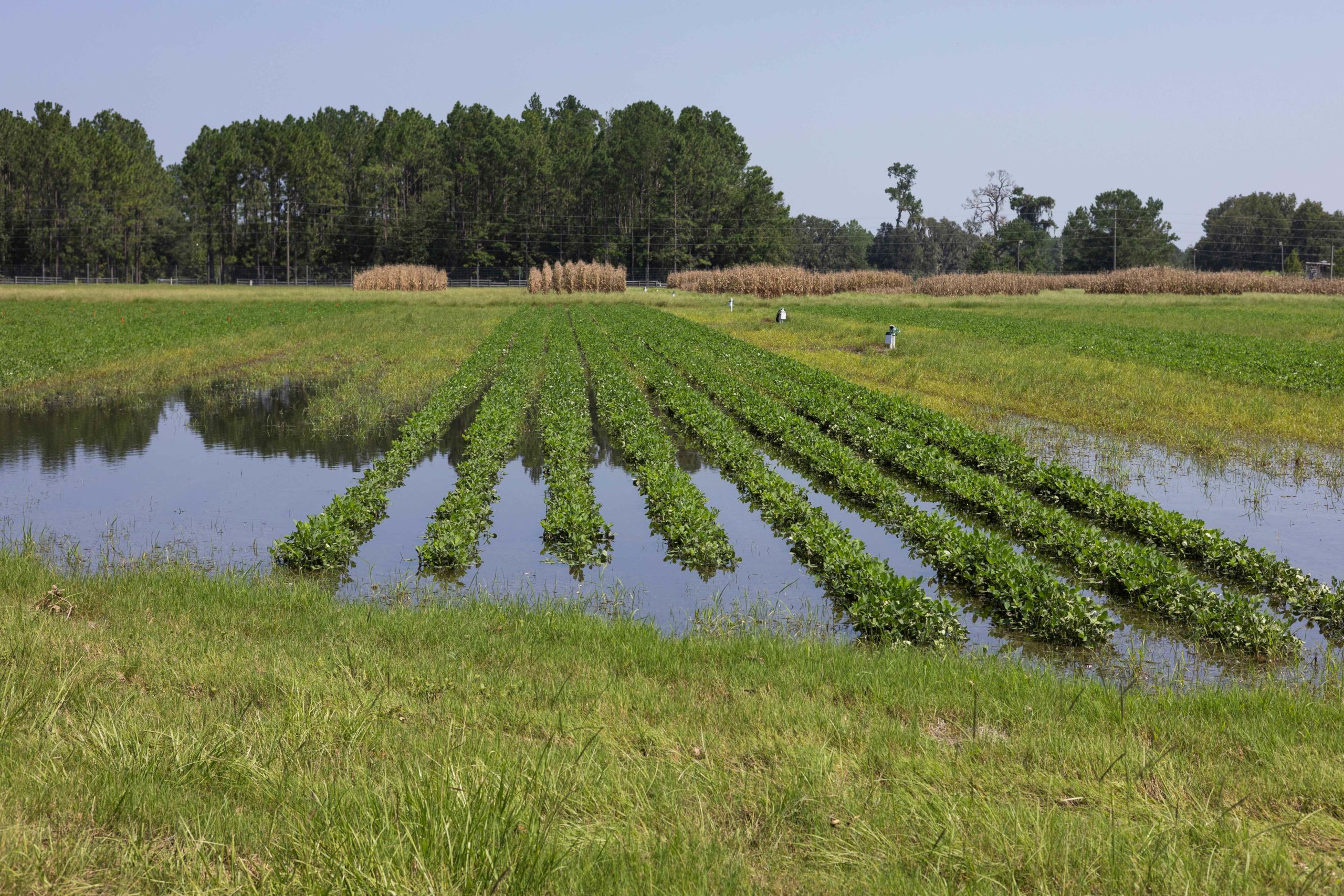 Featured image for “Hurricane Debby Assessment: Florida Ag Production Losses Top $93 Million”