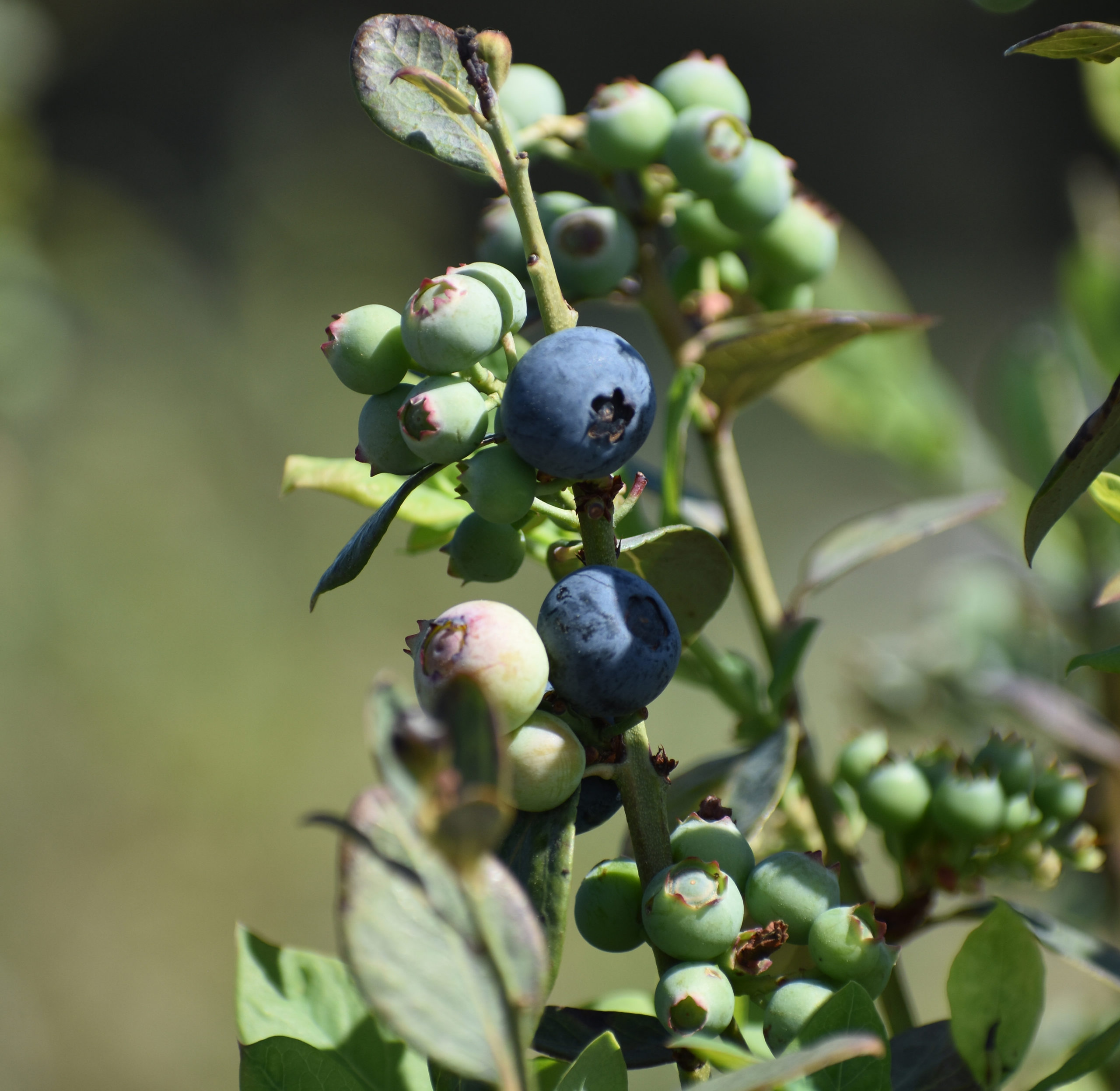 Featured image for “Georgia Blueberry Producers Be Wary of Fungicide Resistance with Fruit Rots”