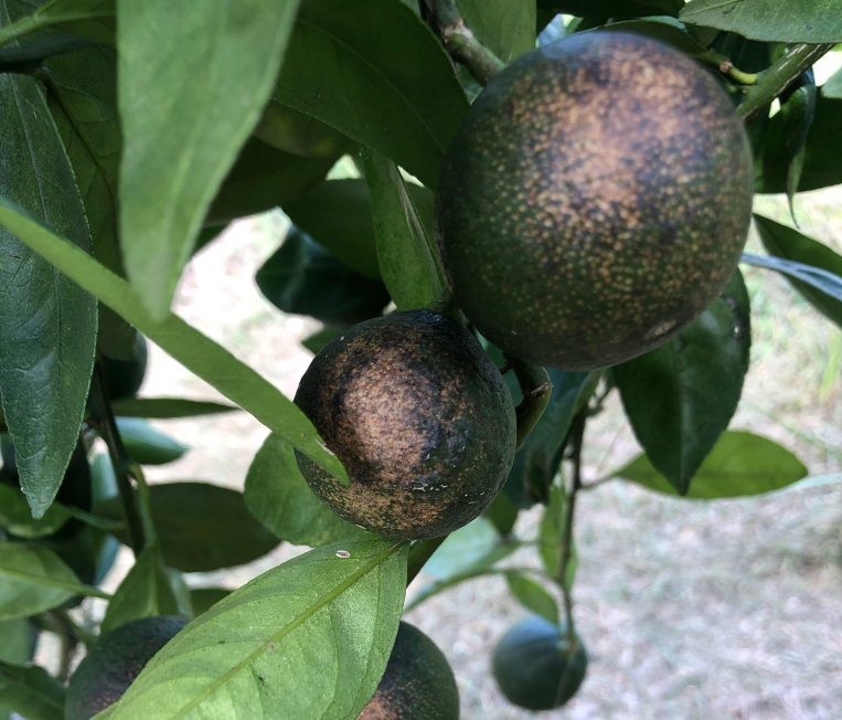 Featured image for “Cold-Hardy Citrus Concerns Prior to Harvest”