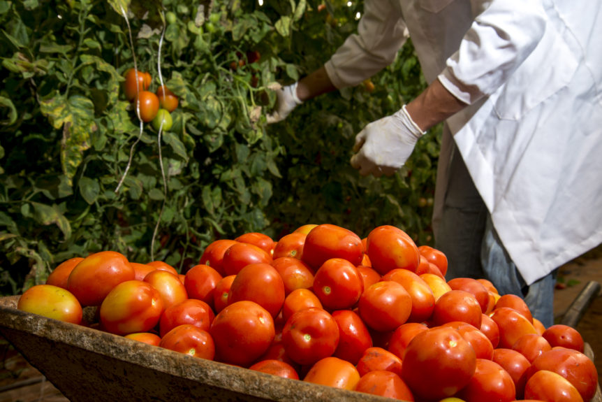 florida tomato
