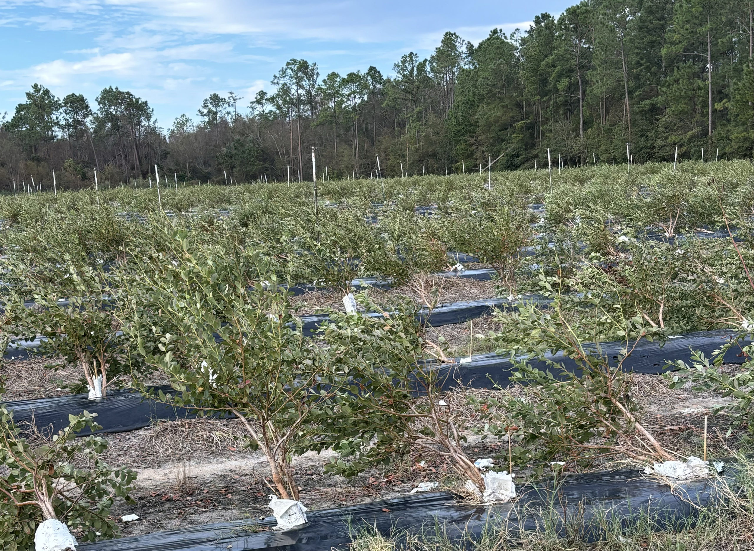 Featured image for “UF/IFAS Supports Florida After Hurricanes Helene, Milton”