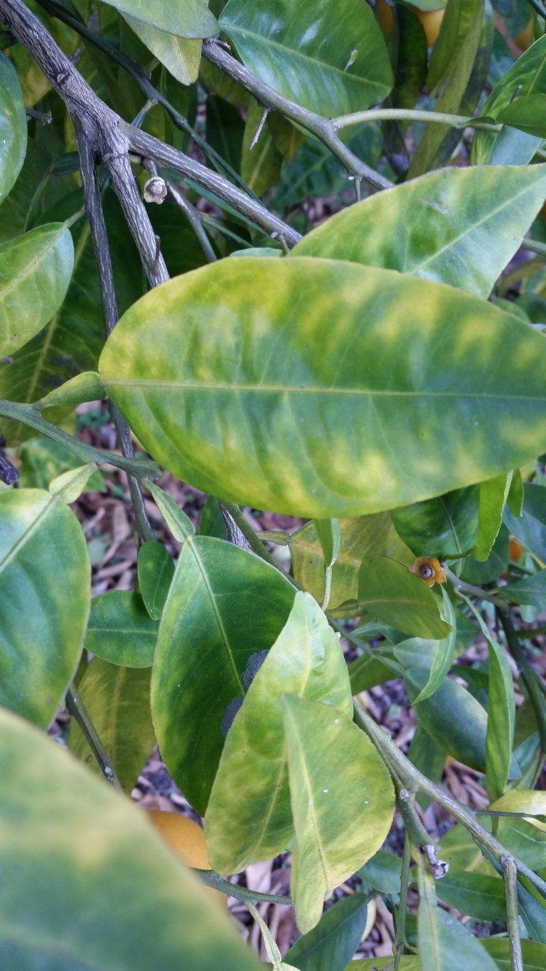 Featured image for “Scouting Critical for Southeast Citrus Industry”