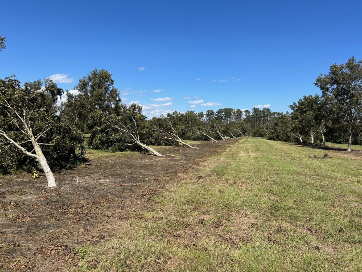 Featured image for “Worse Than Michael: Hurricane Helene Devastates Georgia Pecan Industry”