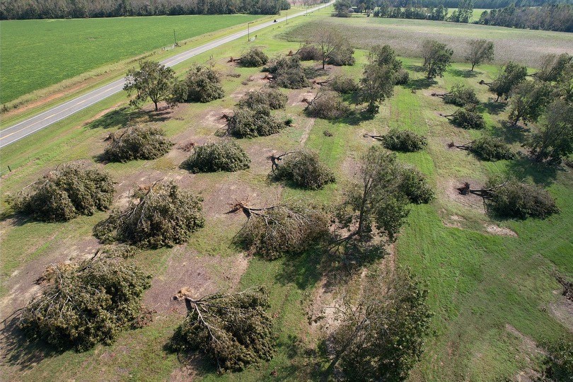 Featured image for “To Save or Not to Save? Salvaging Leaning Trees Following Hurricane Helene”