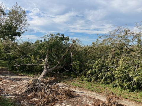 Featured image for “Double Whammy: Georgia Pecan Producer Suffers Devastating Loss for Second Straight Year”